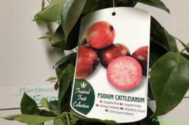 Psidium Littorale var. cattleianum – Aarbei guave