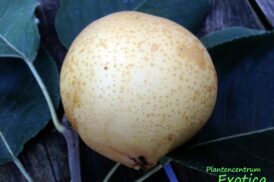 Pyrus pyrifolia – Nashipeer – ‘Hosui’