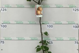 Pyrus pyrifolia – Nashipeer – ‘Shinseiki’