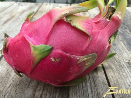 Pitahaya - Hylocereus undatus (Drachenfrucht, Drachenfrucht) (Rotes Fruchtfleisch)