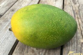Mangifera Indica (Mango)