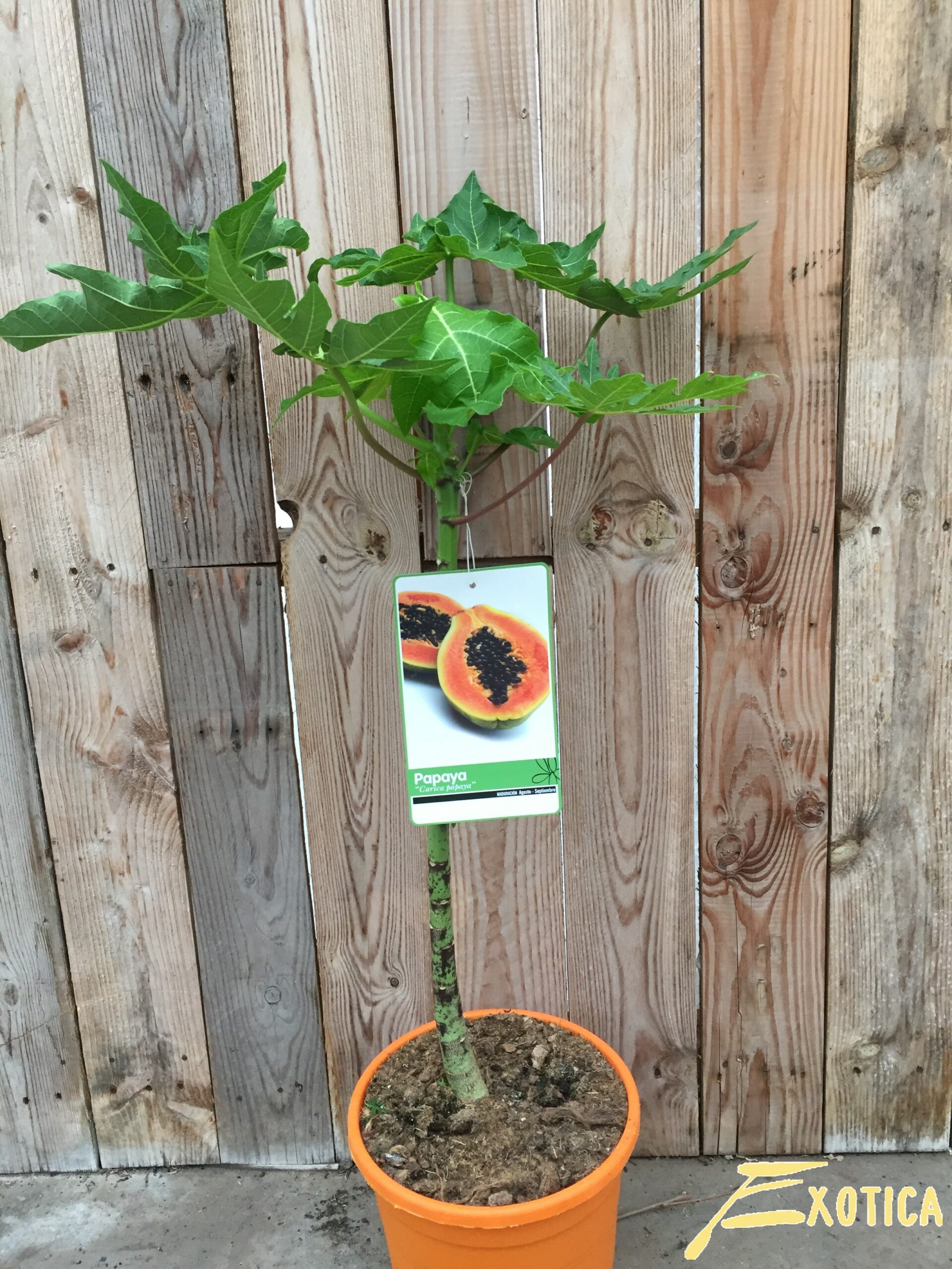 Carica Papaya (Papaya) – Bild 3