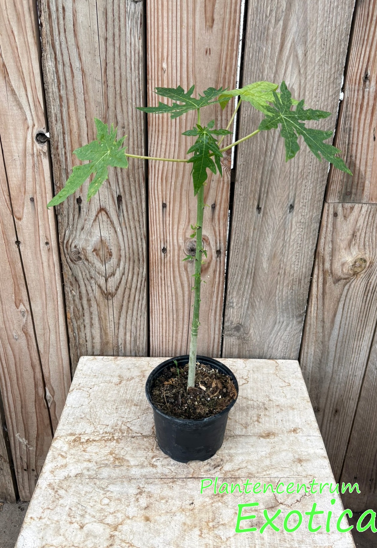 Carica Papaya (Papaya) – Bild 4