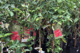 Eugenia uniflora (surinaamse kers)