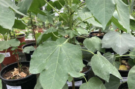 Gossypium barbadense (Katoenplant)