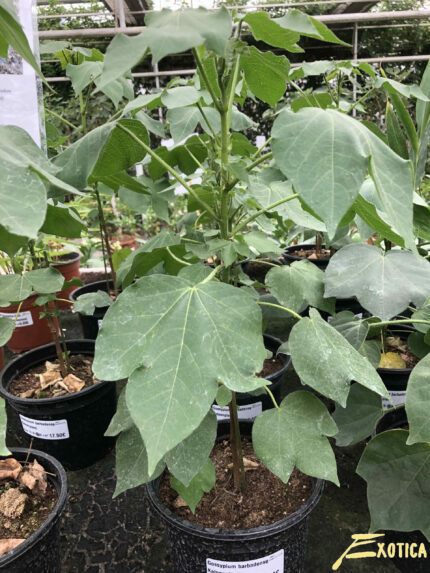 Gossypium barbadense (Cotton plant) - Image 2