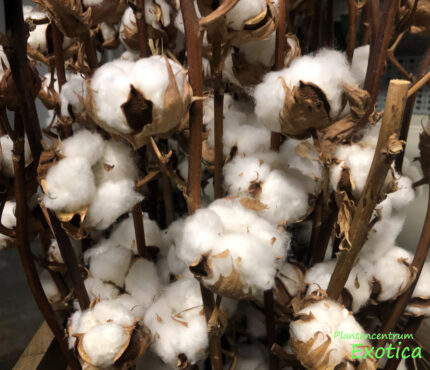 Gossypium barbadense (Cotton plant) - Image 4