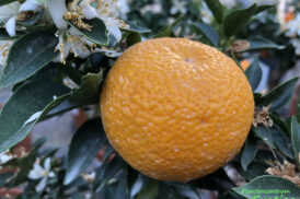 Citrus myrtifolia Chinotto orange