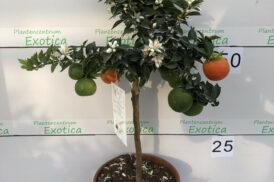 Citrus myrtifolia Chinotto sinaasappel