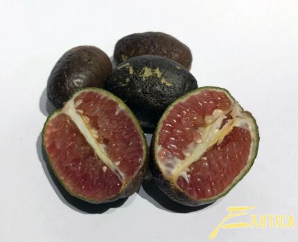 Microcitrus Australasica (Finger lime, Lime Caviar, lime caviar)