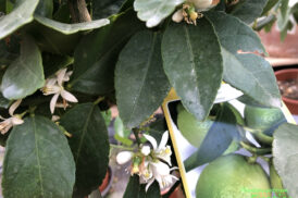 Citrus Aurantifolia (Limoen, Key Lime)