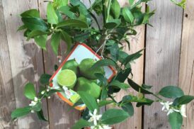 Citrus Aurantifolia (Limette, Key Lime)