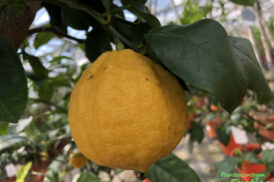 Citrus Bergamia (Bergamot)