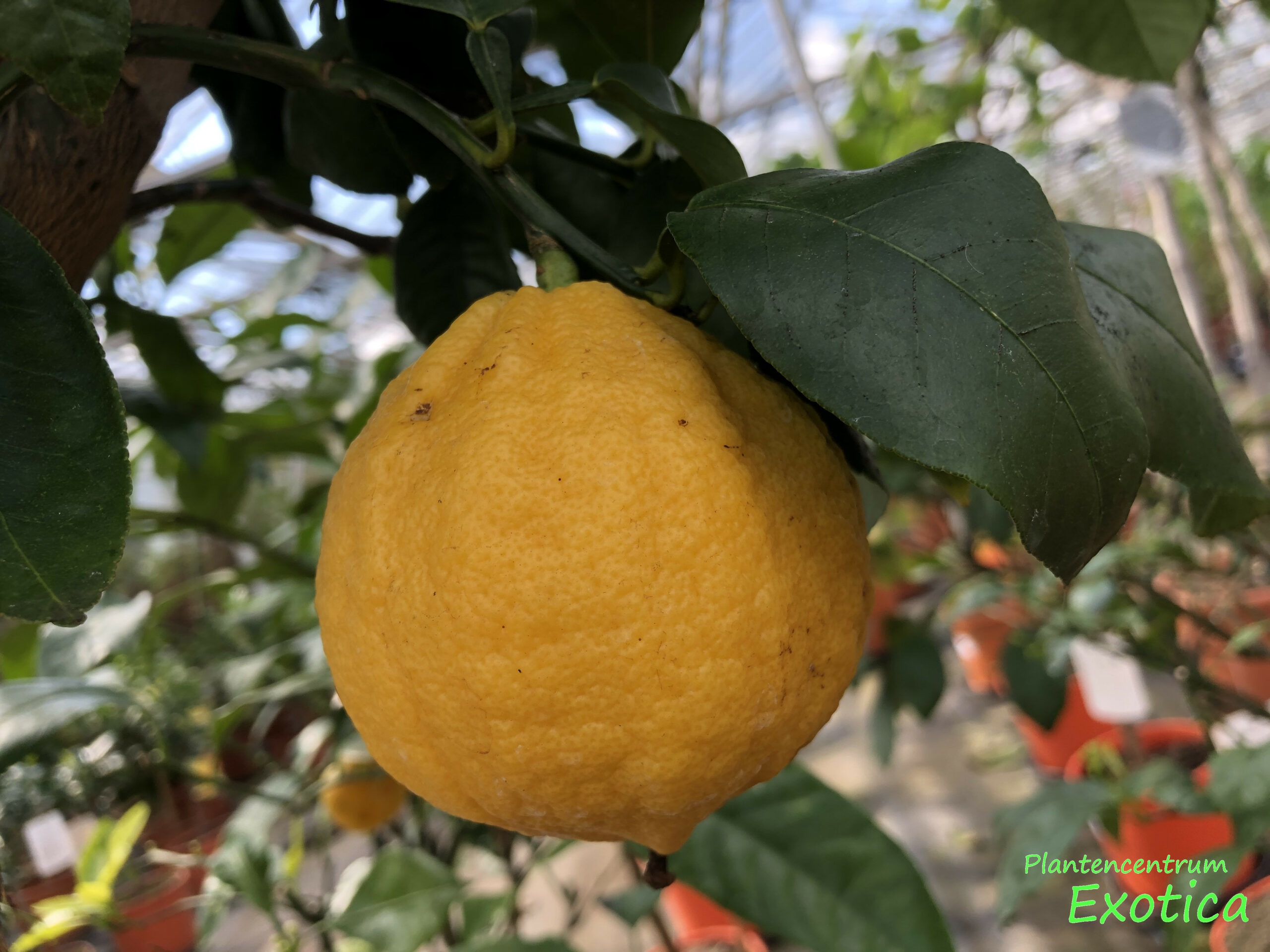 Achtervolging moersleutel Sprong Citrus Bergamia (Bergamot) – Plantencentrum Exotica