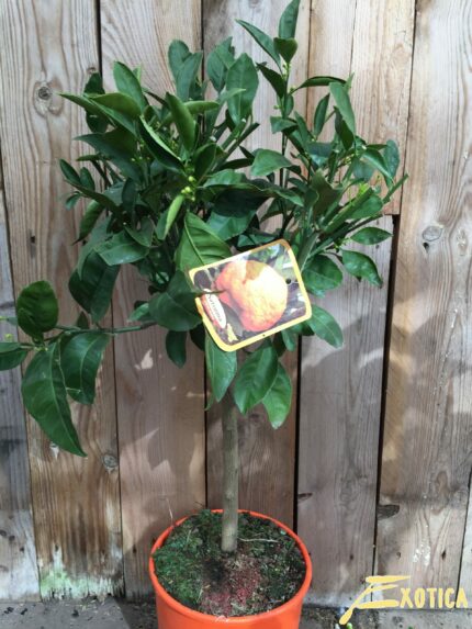 Citrus Reticulata 'Satsuma'