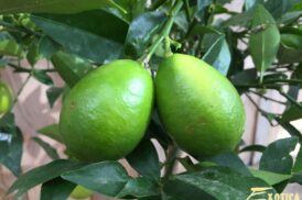 Citrus xFloridana (Limequat)