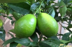 Citrus xFloridana – Limequat – Citrofortunella ×Floridana