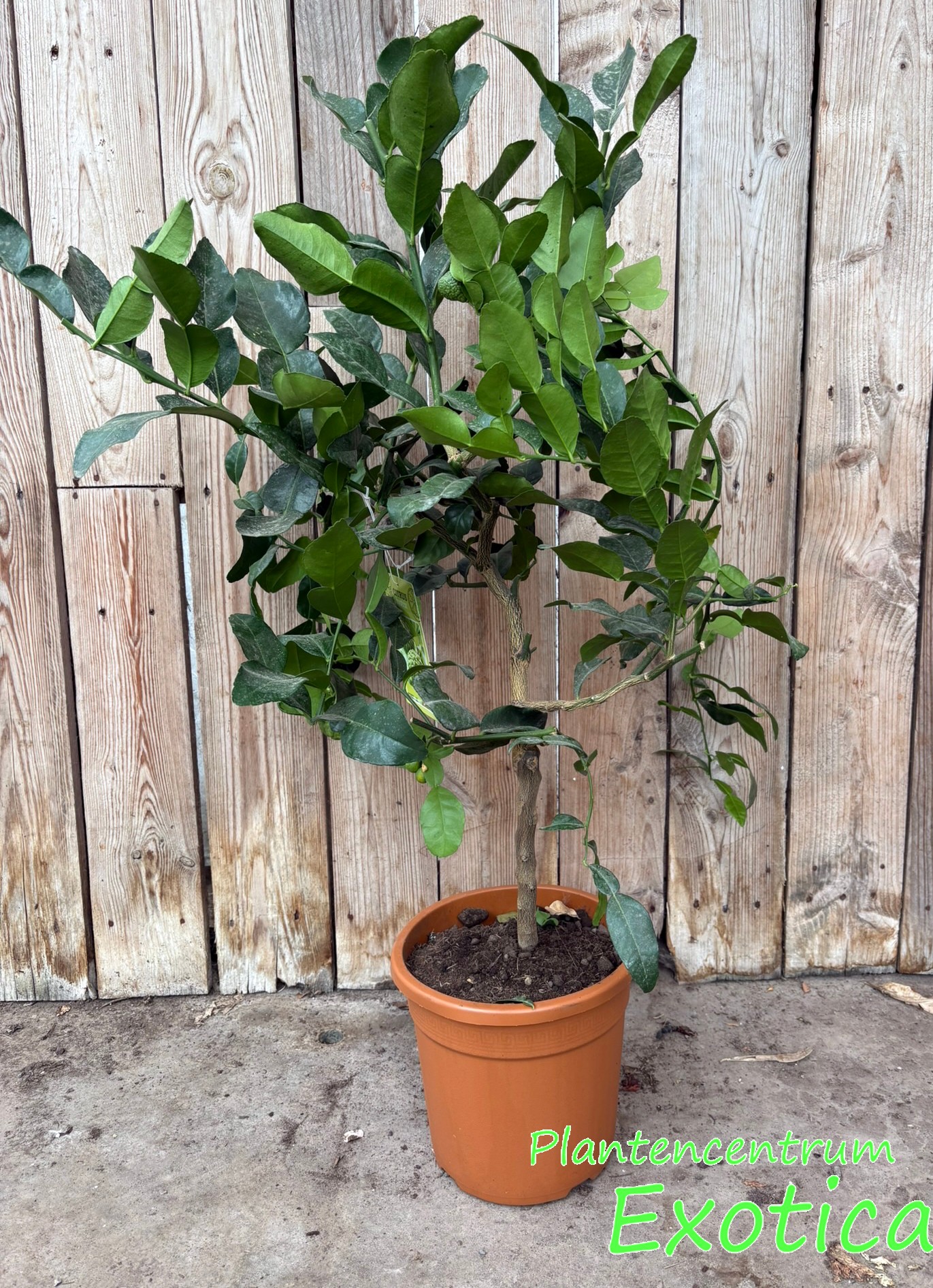 Citrus Hystrix (Kaffirlimoen - Djeroek poeroet - Mauritius papeda) - Afbeelding 4
