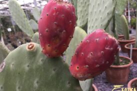 Opuntia Ficus-Indica (Cactusvijg, Nopales)