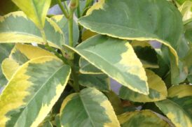 Citrus Limon (gescheckte Zitrone)