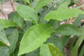 Camellia Sinensis (Thee plant)