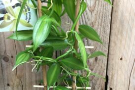 Vanilla planifolia variegata (Vanille orchidee)