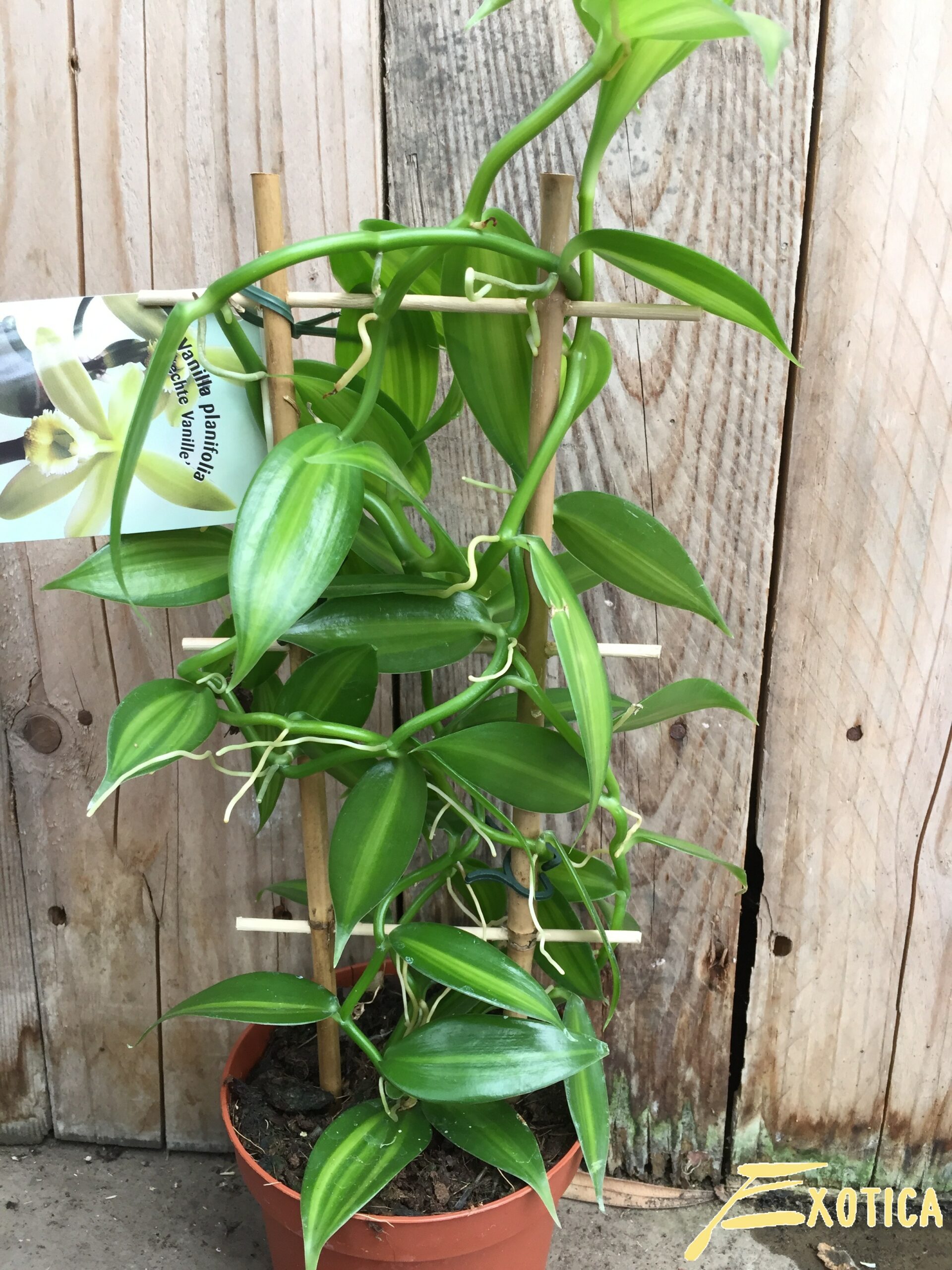 Onderverdelen Uitdrukking elektrode Vanilla planifolia (Vanille orchidee) – Plantencentrum Exotica