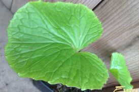 Eutrema japonicum/ Wasabia Japonica (wasabi)