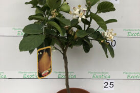 Citrus lipo (xparadisi x limon) Imperial Limette