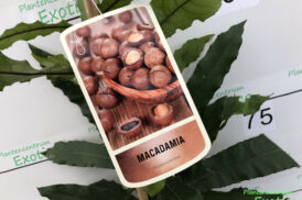 Macadamia Integrifolia (Macadamianoot)