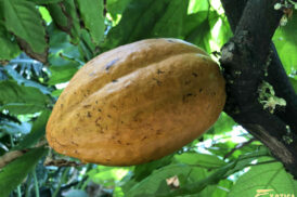 Theobroma Cacao – Cacao plant