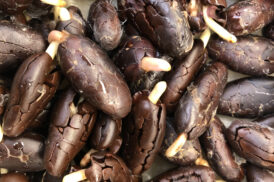 Theobroma Cacao – Cacao plant