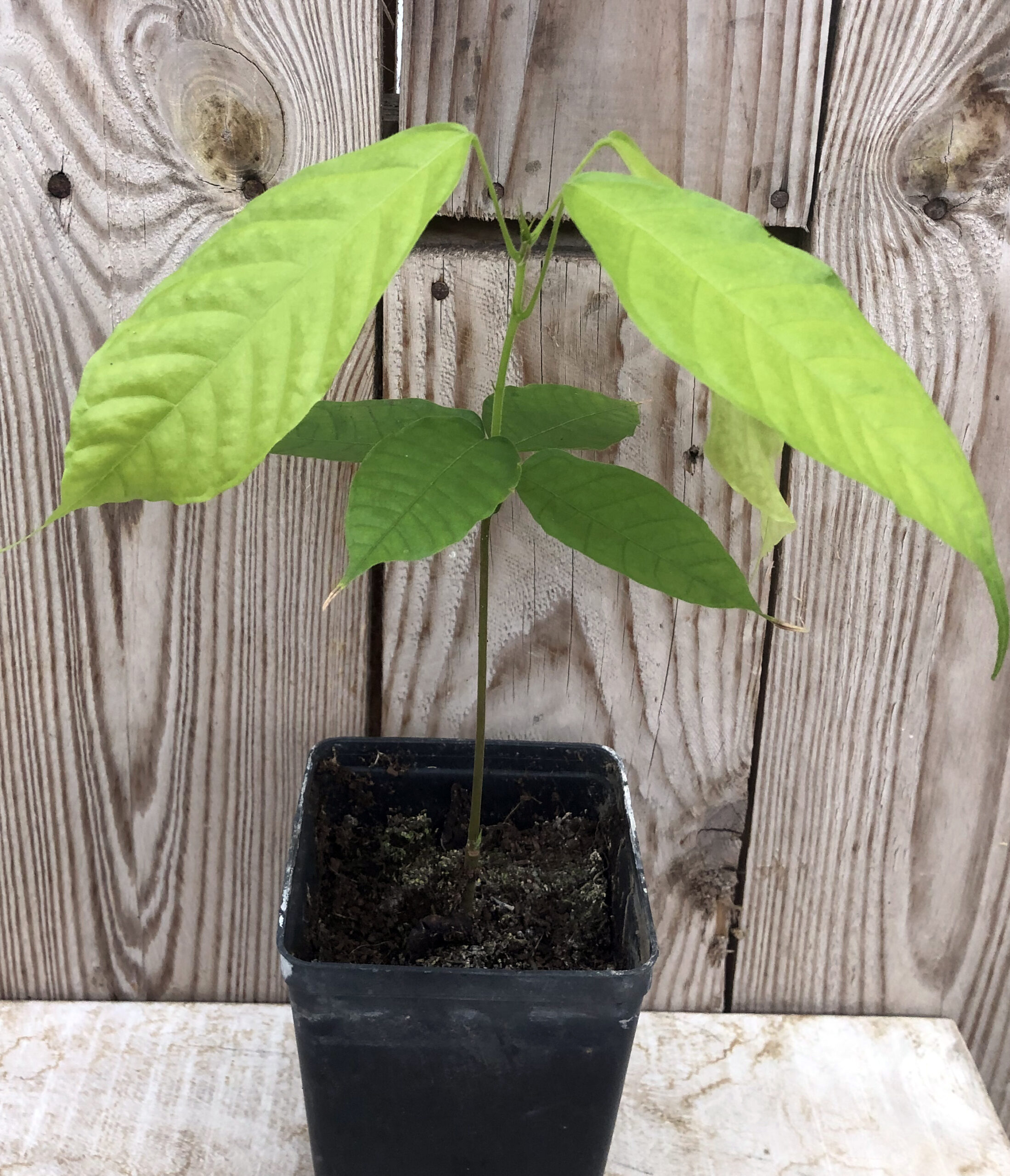 Theobroma Cacao - Cacao plant - Afbeelding 8