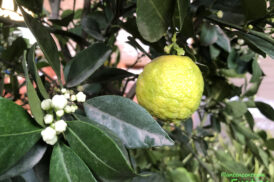 Citrus xLimetta Pursha – Süße Limette