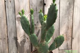 Opuntia Vulgaris (cactusvijg)