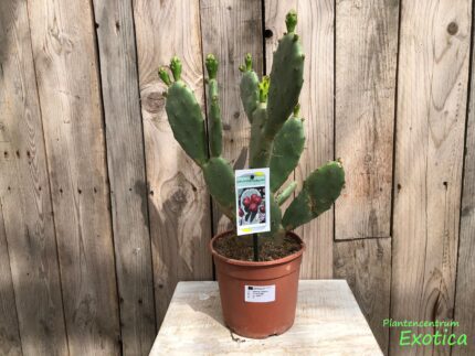 Opuntia Vulgaris (prickly pear) - Image 2