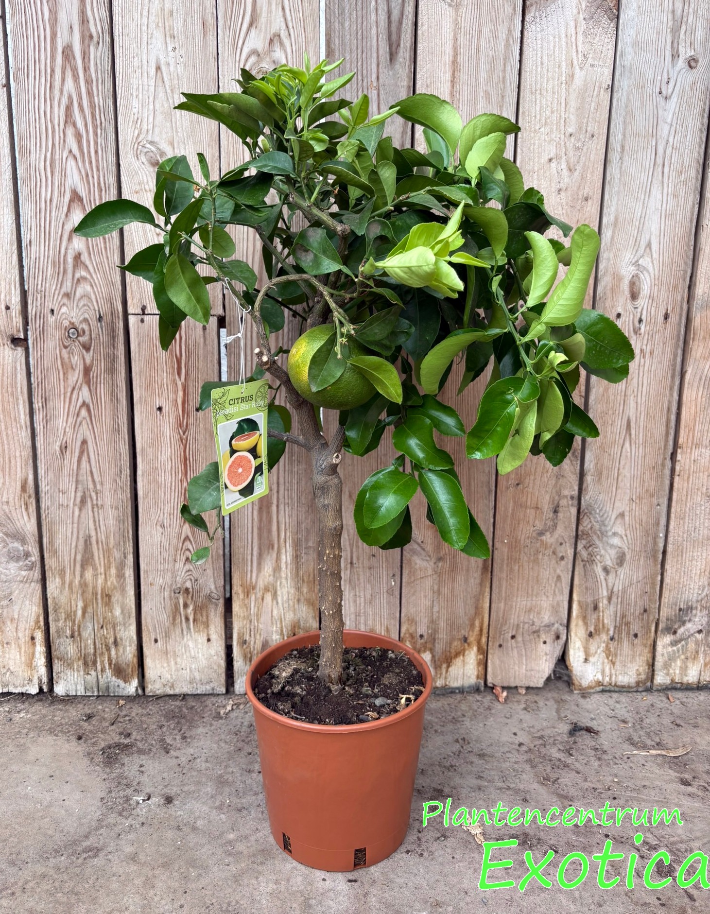 Citrus x paradisi - Grapefruit - Pampelmuse - Rot – Bild 2
