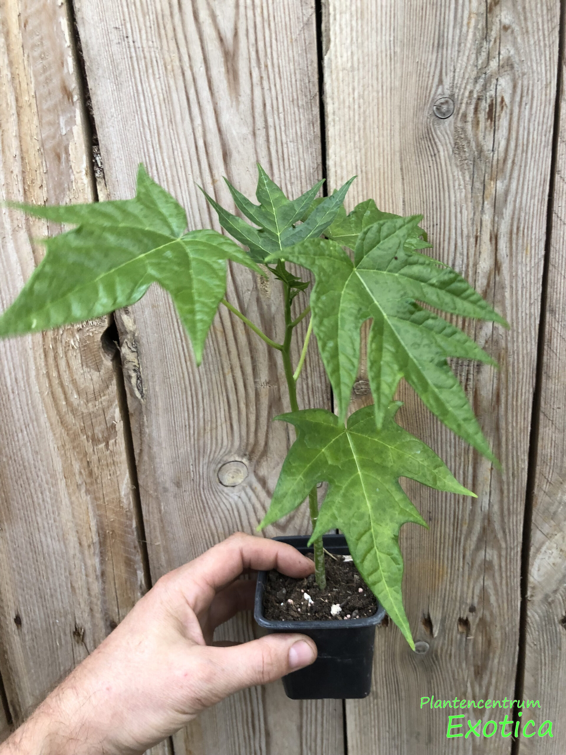 Carica Cauliflora – Wilde Papaya