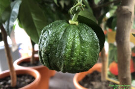 Citrus Canaliculata – C. Aurantium