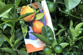 Fortunella Obovata – Fukushu kumquat – Jiangsu kumquat