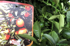 Citrus Kucle – Fortunella Margarita x Citrus reticulata