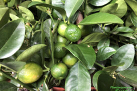 Citrus Kucle – Fortunella margarita x Citrus reticulata