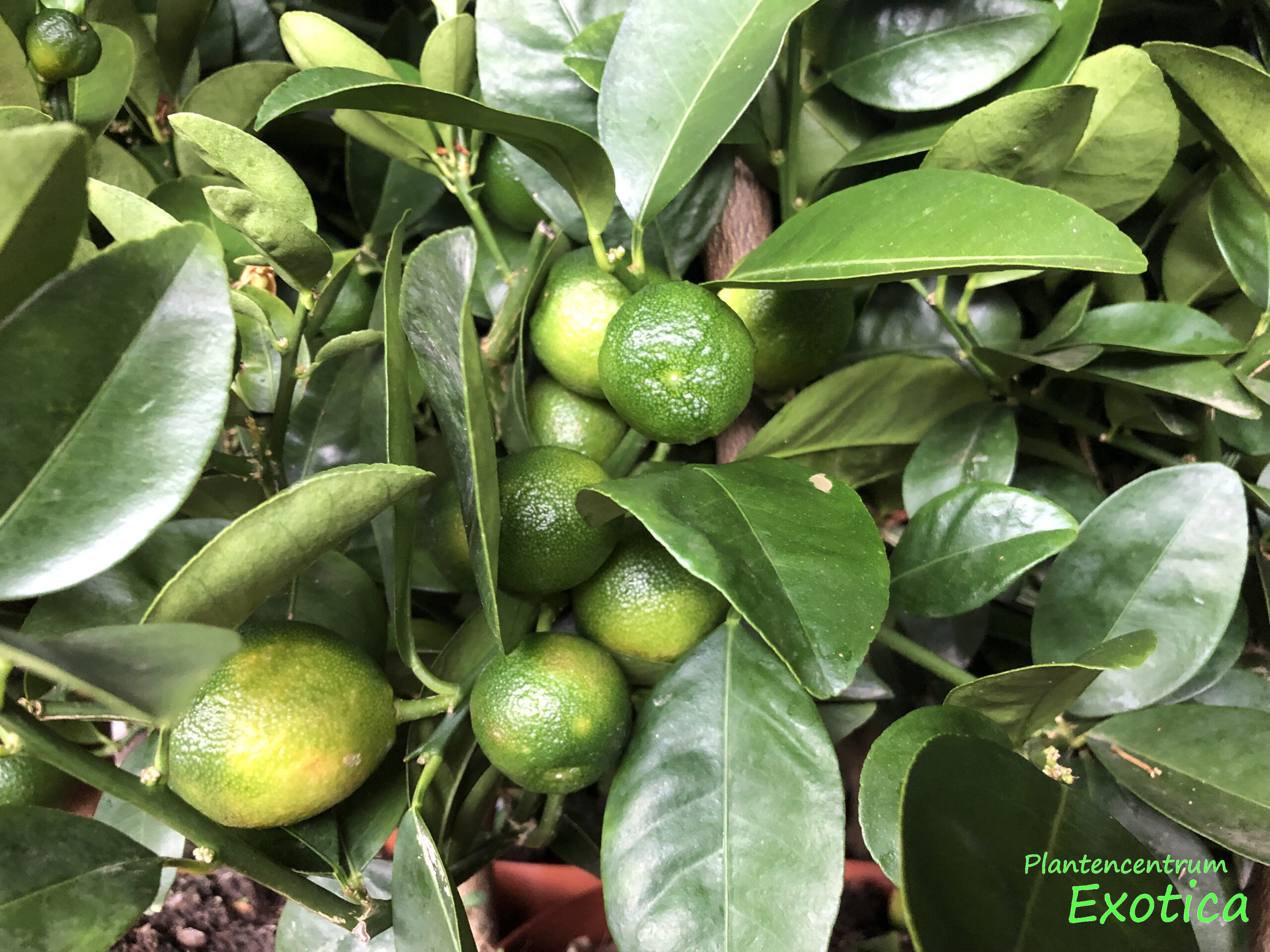 Citrus Kucle – Fortunella margarita x Citrus reticulata