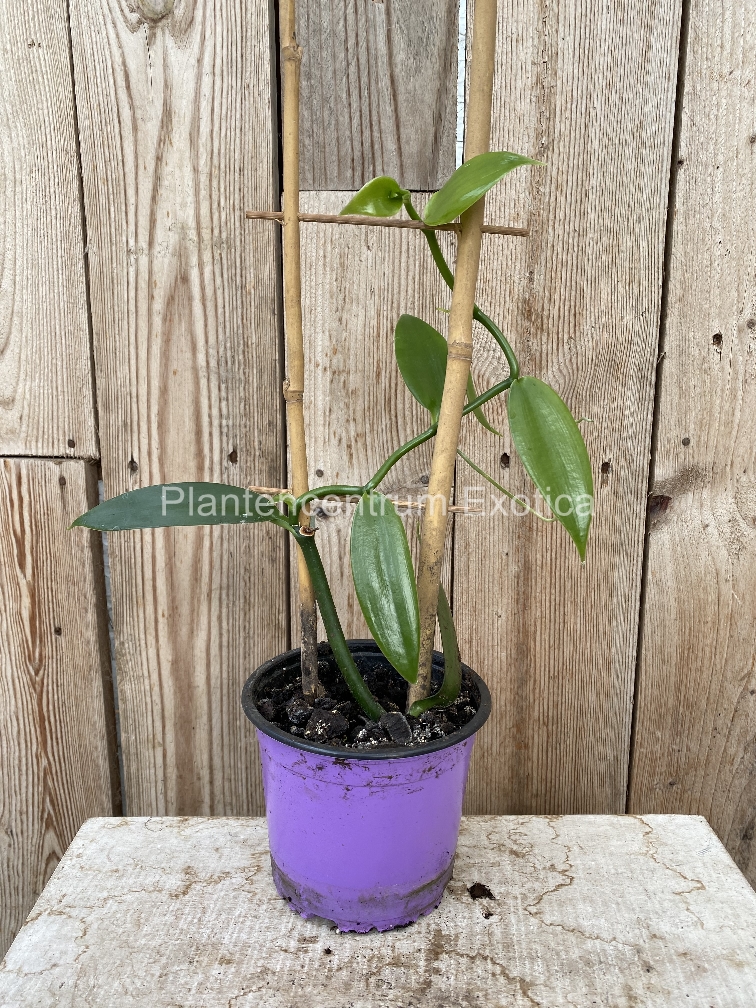 Vanilla planifolia (Vanille orchidee)