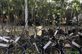 Ficus carica ‚Bornholms Diamond‘ (Abb.)