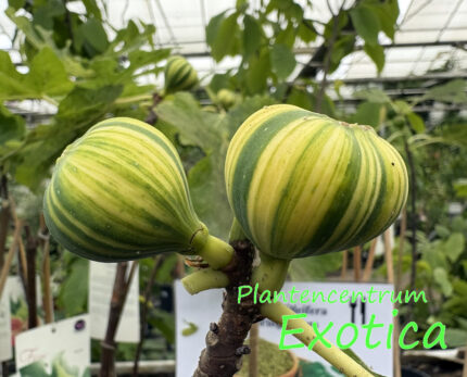 Ficus carica 'Panache'