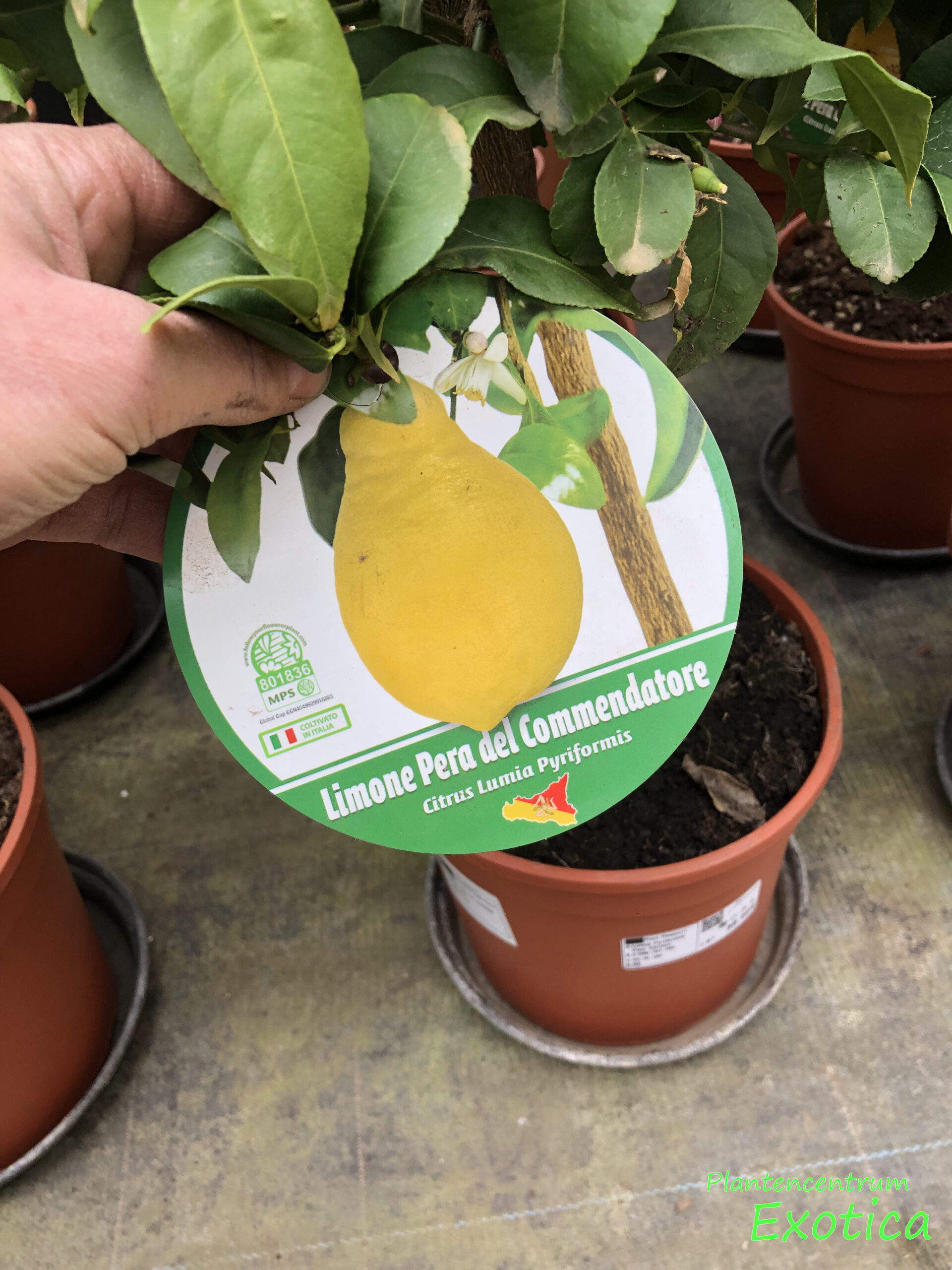Citrus × lumia ‘pyriformis – Peer Citroen