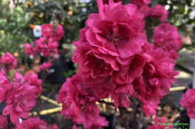 Prunus Persica ‘Nano’