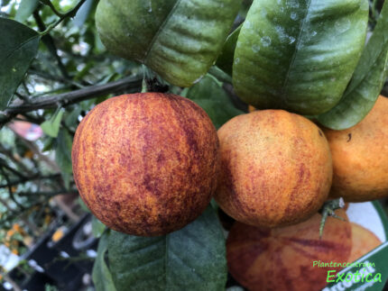 Citrus Arcobal - Citrus Meyerii x Citrus Sinensis