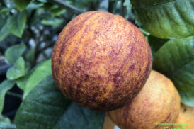 Citrus Arcobal – Citrus Meyerii x Citrus Sinensis